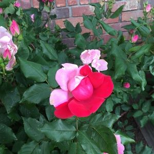 Meet your Posher, Suzanne